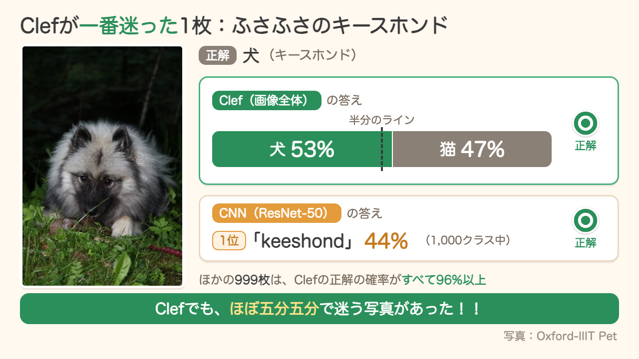 Clefが一番迷った1枚、ふさふさのキースホンド。Clefは犬53%・猫47%で正解、CNNは1位keeshond 44%で正解。ほかの999枚はClefの正解の確率がすべて96%以上（写真：Oxford-IIIT Pet）