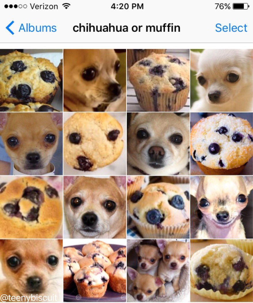 Karen Zack（@teenybiscuit）の「chihuahua or muffin」。チワワの顔とブルーベリーマフィンを4×4に並べた画像